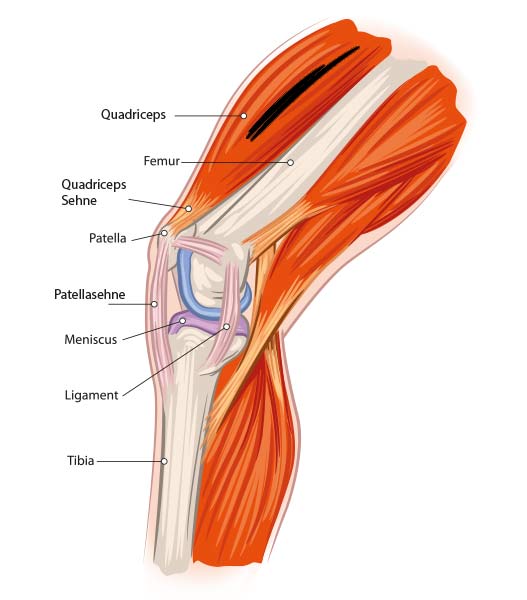 Anatomie des Kniegelenks